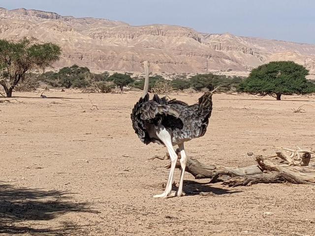 Yotvata Hai-Bar Nature Reserve