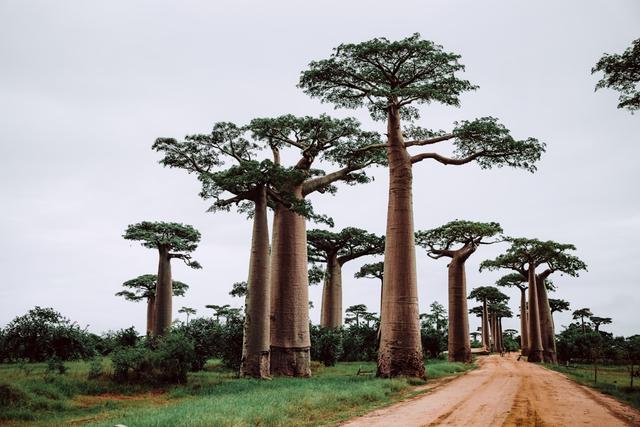 Exploring the Natural Wonders of Madagascar